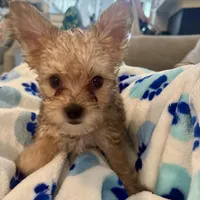 Sage, a male Yorkshire Terrier and Havashire for sale in Spring, TX – Photo 1 of 8