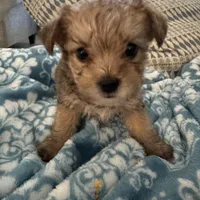 Sage, a male Yorkshire Terrier and Havashire for sale in Spring, TX – Photo 5 of 8
