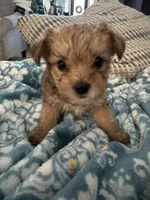 Sage, a male Yorkshire Terrier and Havashire for sale in Spring, TX – Photo 3 of 5