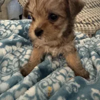 Sage, a male Yorkshire Terrier and Havashire for sale in Spring, TX – Photo 3 of 8