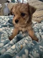 Sage, a male Yorkshire Terrier and Havashire for sale in Spring, TX – Photo 2 of 5