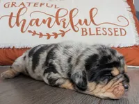 Muffin, a female Puggle and Pug for sale in Andover, OH – 2 of 3