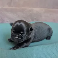 Buckeye, a male Pug for sale in Andover, OH – 4 of 4