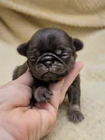 Nutella, a female Pug for sale in Andover, OH – 4 of 4