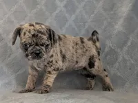 Arona, a female Pug for sale in Andover, OH – 3 of 10