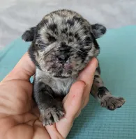 Liden, a male Pug for sale in Andover, OH – 1 of 4