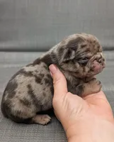 Reeses, a male Pug for sale in Andover, OH – 2 of 4