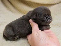 Nutella, a female Pug for sale in Andover, OH – 3 of 4
