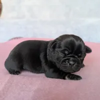 Aspen, a female Pug for sale in Andover, OH – 3 of 3