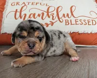 Cherrio, a female Puggle and Pug for sale in Andover, OH – 2 of 3