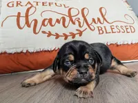 Waffles, a male Puggle and Pug for sale in Andover, OH – 2 of 2
