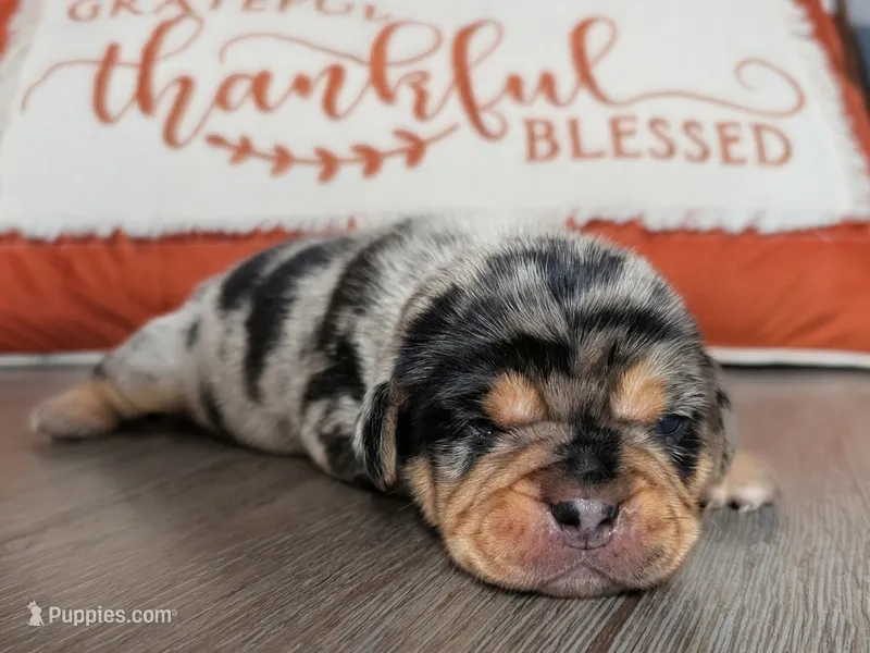 Muffin – Puggle, Pug puppy for sale in Andover, OH
