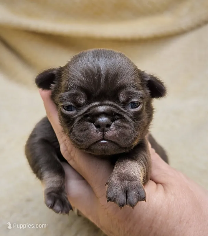 Chai – Pug puppy for sale in Andover, OH