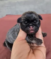 Willow, a female Pug for sale in Andover, OH – 1 of 4
