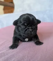 Aspen, a female Pug for sale in Andover, OH – 1 of 3