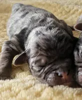 Arona, a female Pug for sale in Andover, OH – Photo 1 of 2