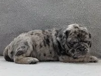 Arona, a female Pug for sale in Andover, OH – 5 of 10