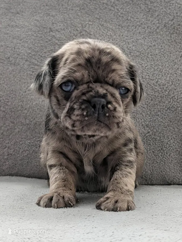 Arona – Pug puppy for sale in Andover, OH