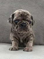 Arona, a female Pug for sale in Andover, OH – 4 of 10