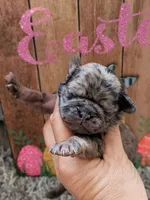Arona, a female Pug for sale in Andover, OH – 7 of 10