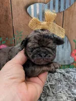 Arona, a female Pug for sale in Andover, OH – 6 of 10