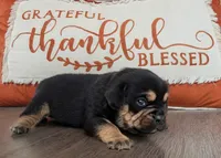 Biscuit, a male Puggle and Pug for sale in Andover, OH – 3 of 3