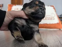 Gravy, a male Puggle and Pug for sale in Andover, OH – 3 of 3