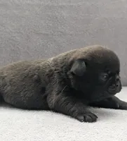 Samara, a female Pug for sale in Andover, OH – Photo 3 of 4