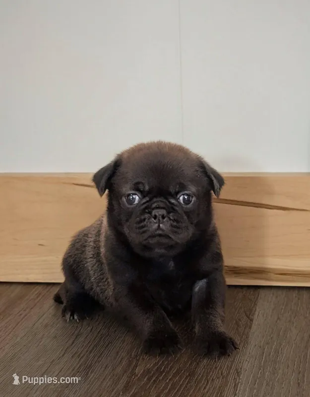Samara – Pug puppy for sale in Andover, OH