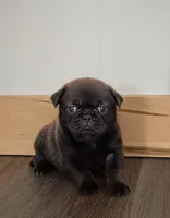 Samara, a female Pug for sale in Andover, OH – 4 of 9