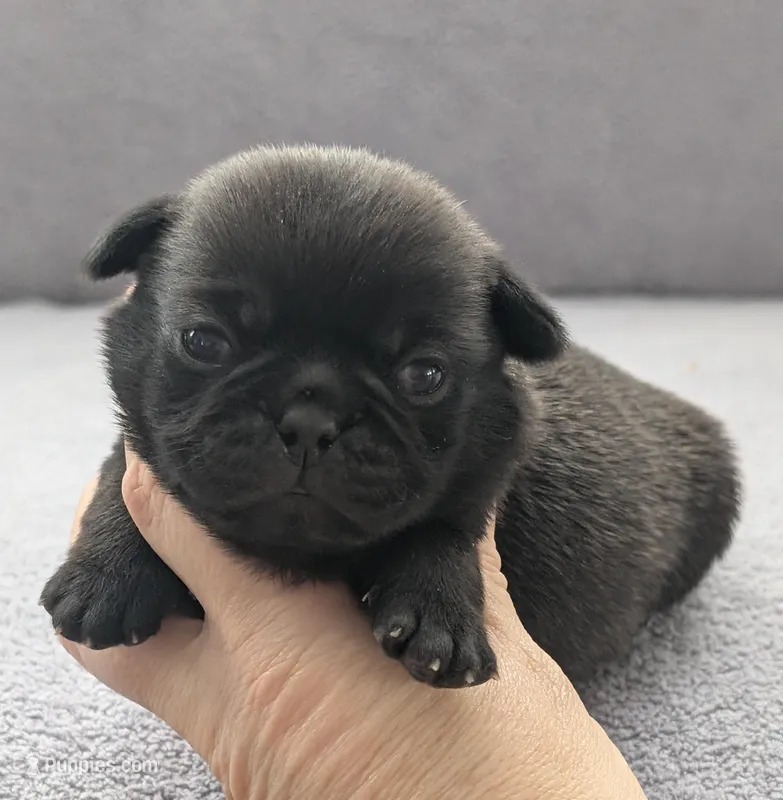 Samara – Pug puppy for sale in Andover, OH