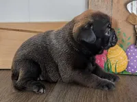 Samara, a female Pug for sale in Andover, OH – 5 of 9