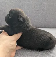 Samara, a female Pug for sale in Andover, OH – Photo 4 of 4