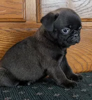 Samara, a female Pug for sale in Andover, OH – 2 of 9