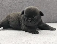 Samara, a female Pug for sale in Andover, OH – Photo 2 of 4