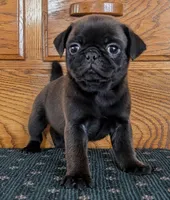 Samara, a female Pug for sale in Andover, OH – 1 of 9