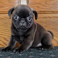 Samara, a female Pug for sale in Andover, OH – 3 of 9