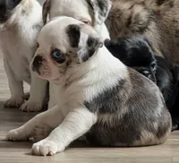 Cosmo, a male Pug for sale in Andover, OH – 2 of 9