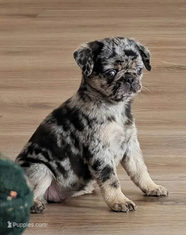 Truffles – Pug puppy for sale in Andover, OH
