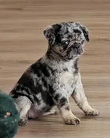 Truffles, a female Pug for sale in Andover, OH – 1 of 8