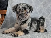 Truffles, a female Pug for sale in Andover, OH – 2 of 8