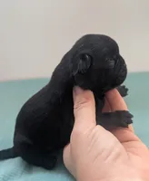 Buckeye, a male Pug for sale in Andover, OH – 3 of 4
