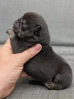 Chino, a male Pug for sale in Andover, OH – 2 of 4
