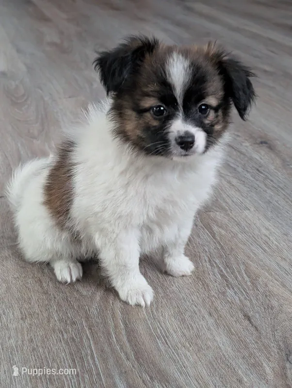 Nyxon – Papillon puppy for sale in Andover, OH