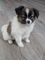 Nyxon, a male Papillon for sale in Andover, OH – 1 of 5