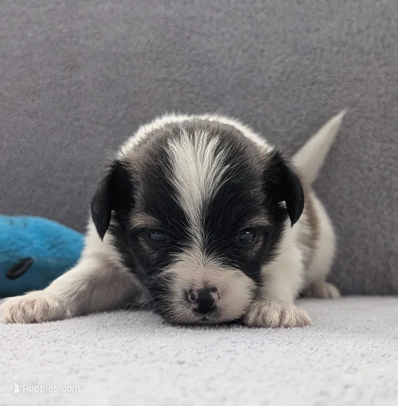 Nyxon – Papillon puppy for sale in Andover, OH