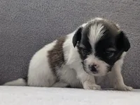 Nyxon, a male Papillon for sale in Andover, OH – Photo 3 of 3