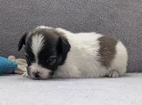 Nyxon, a male Papillon for sale in Andover, OH – Photo 2 of 3