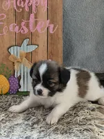 Nyxon, a male Papillon for sale in Andover, OH – 2 of 5