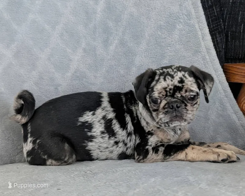 Chutney – Pug puppy for sale in Andover, OH